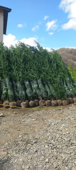 Plante ornamentale la prețuri de producător :
- tuia smaragd ( 1,2m -