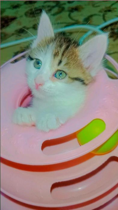 Котята ищут семью. Девочки