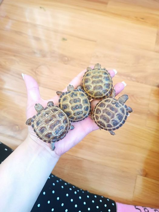 тошбака черепашки маленькие