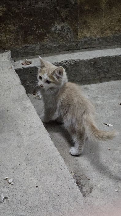 Котят отдам в хорошие руки
