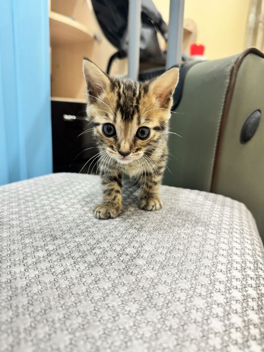 Бенгальские  котята