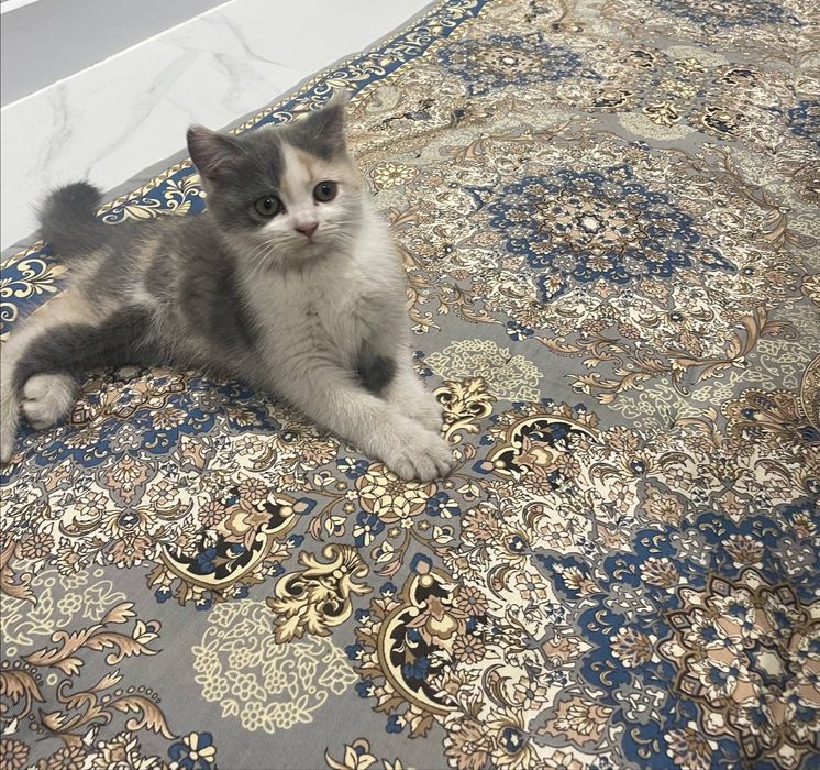 Кошки британский