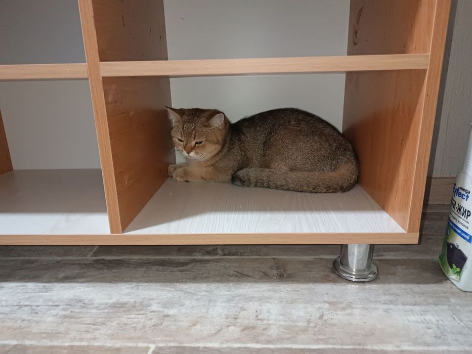 Мушук Шатланский золотой шингшила