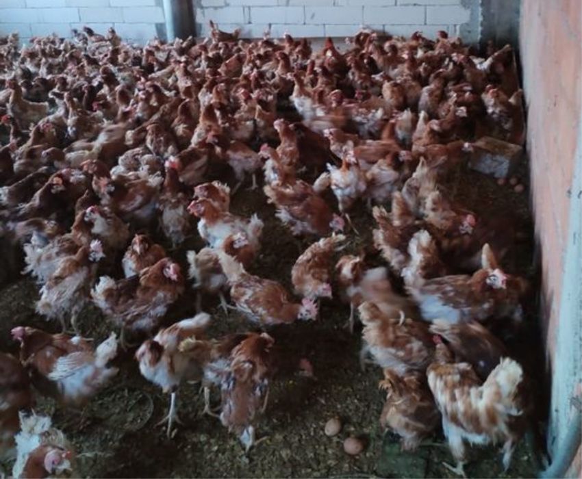 Puicute ouatoare / gaini