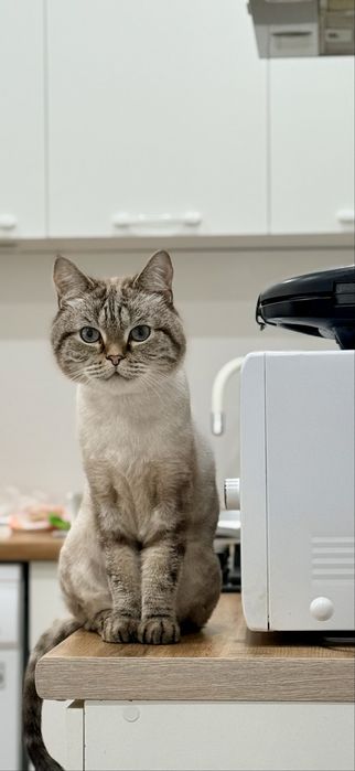 Отдам кота в добрые руки
