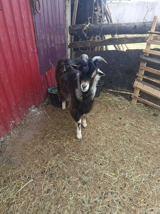 Capre  și țap de 1 an