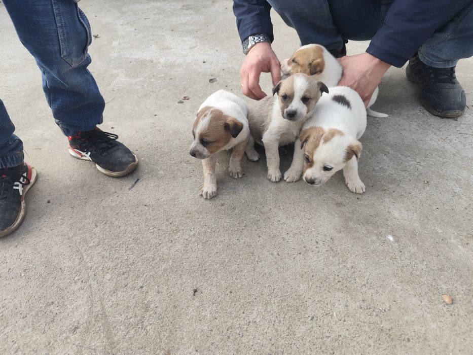 Отдам даром щенят