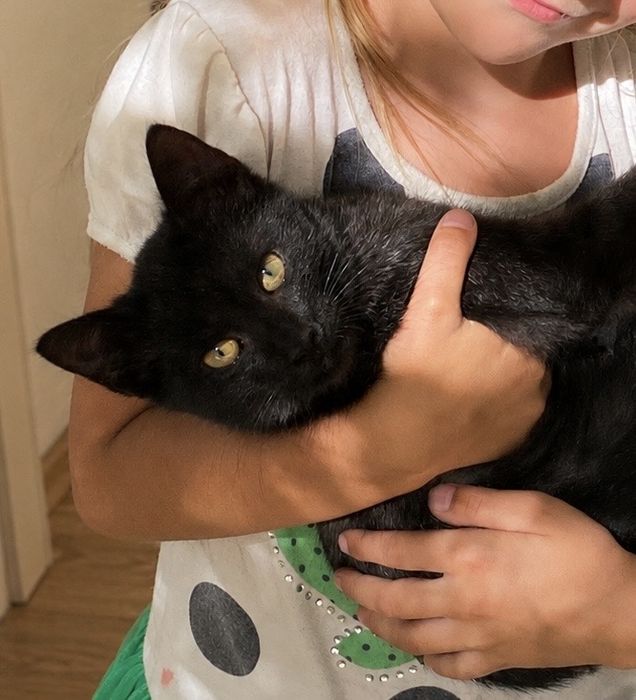 Ласковый котенок мальчик