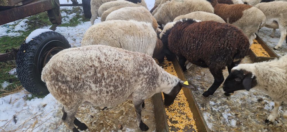 Oi dorper de vanzare