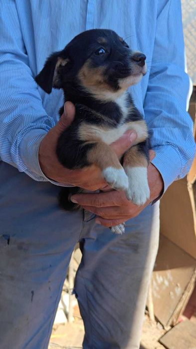 В ответственные руки щенки