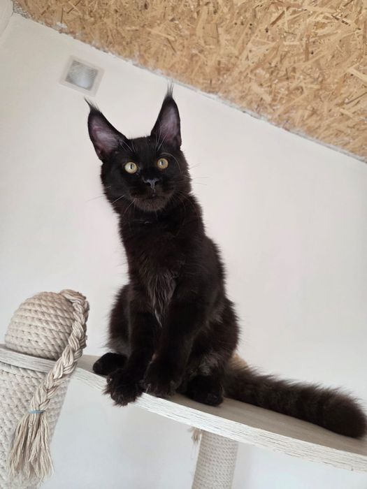 Котенок Мейн Кун