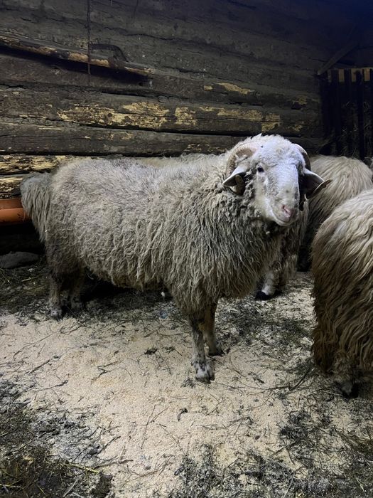 Vând berbecuț de 9 luni