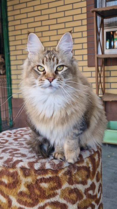 Мейн-кун девочка