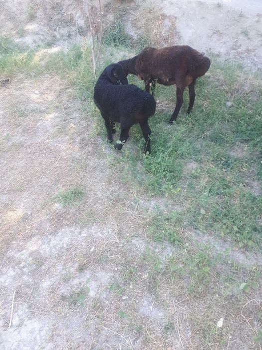 Ona bola qo'y sotiladi bolasi qoʻchqor