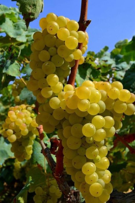 Butași Viță De Vie Soiuri De Vin