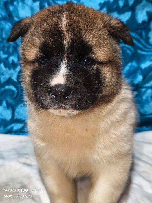 Очаровательные щенки американской акиты.