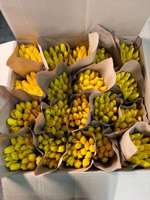 Продаём Тюльпаны