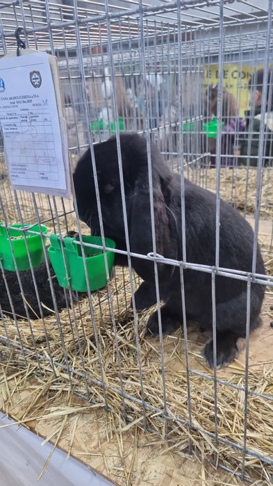 Iepure berbec german