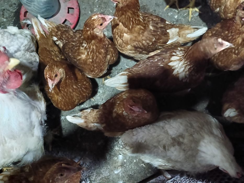 Продам молодых курочек
