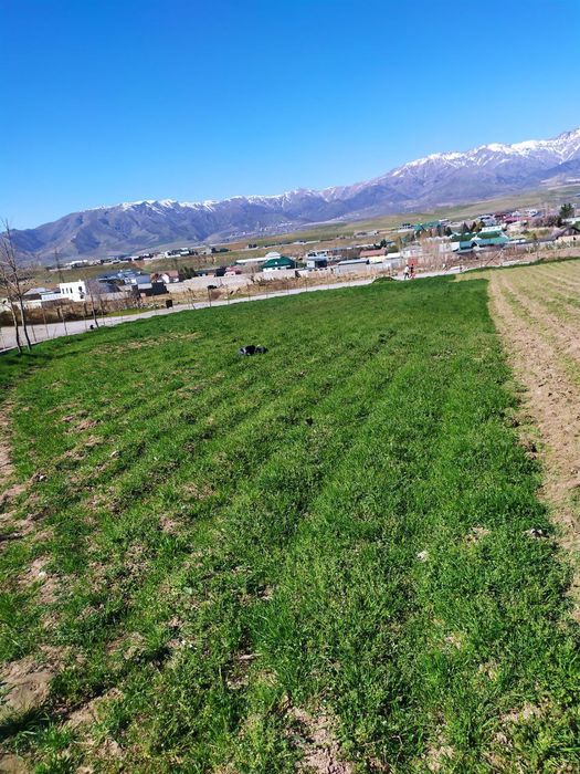 Asalrichilik uchun yer arendaga beriladi