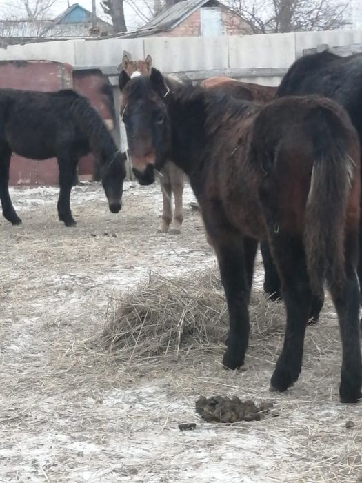 Жабағылар сатылады, продаются жеребята