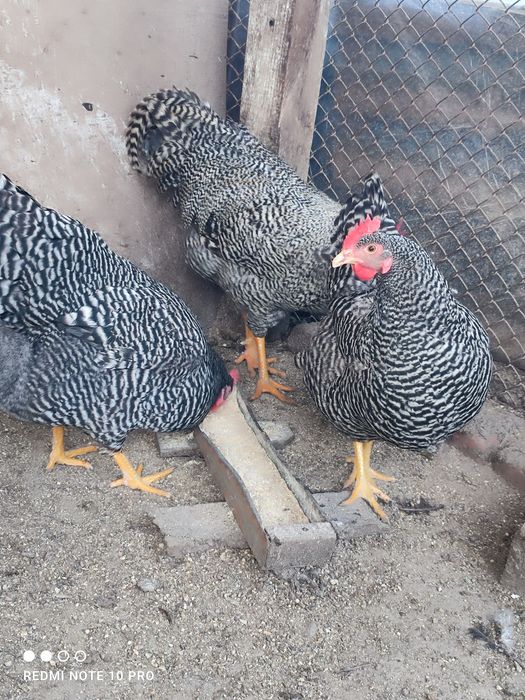 Разплодни яйца от Амрок