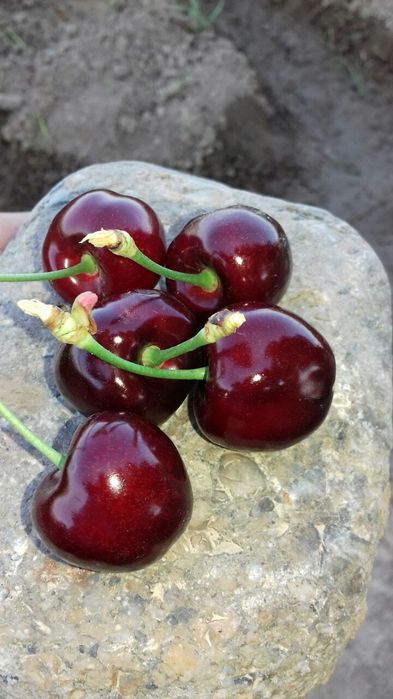 Gilos ( olcha) ko'chatlari