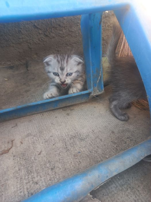 Котятки вислоушечки