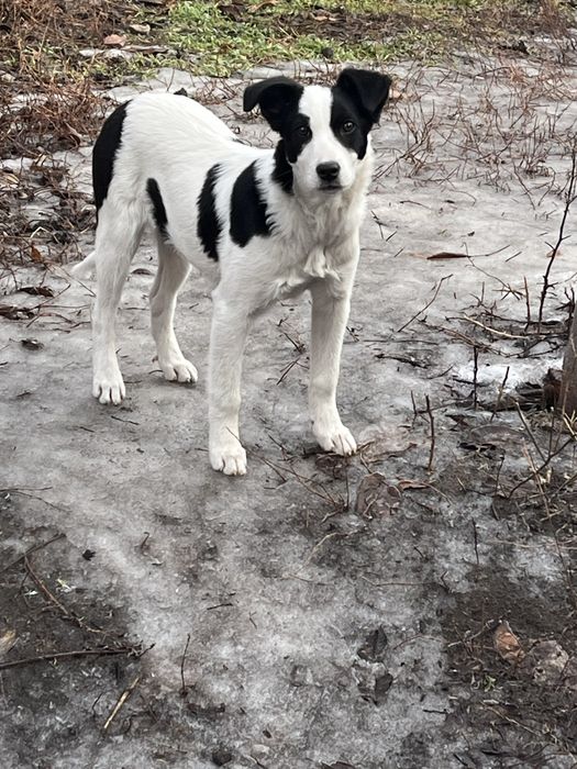 щеночек (девочка)