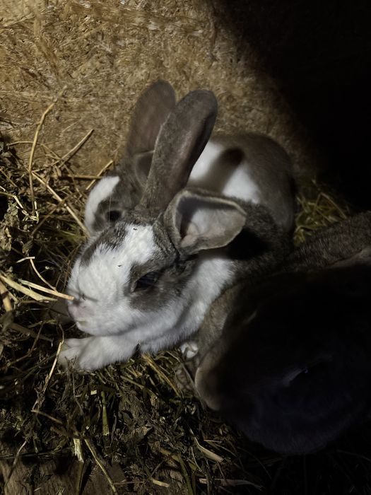 De vanzare un mascul