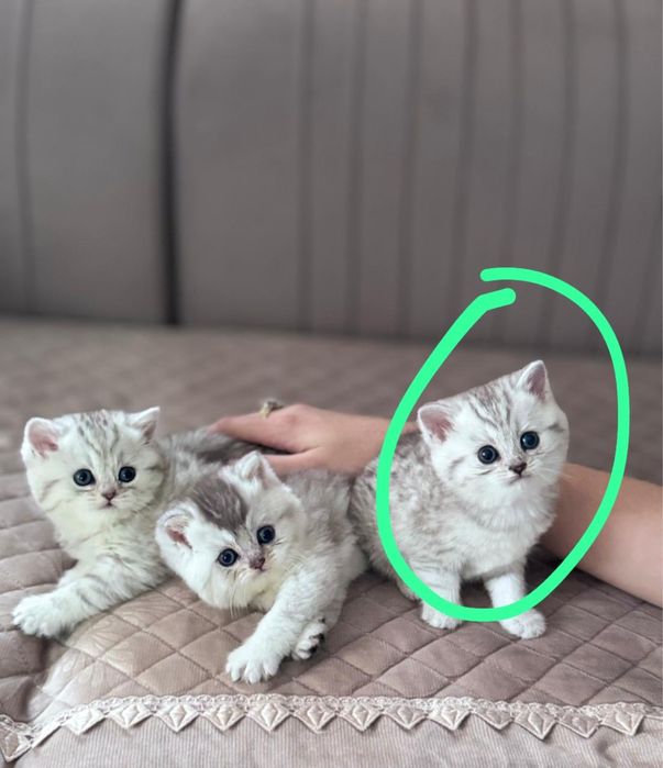 Продается котенок +подарок есть