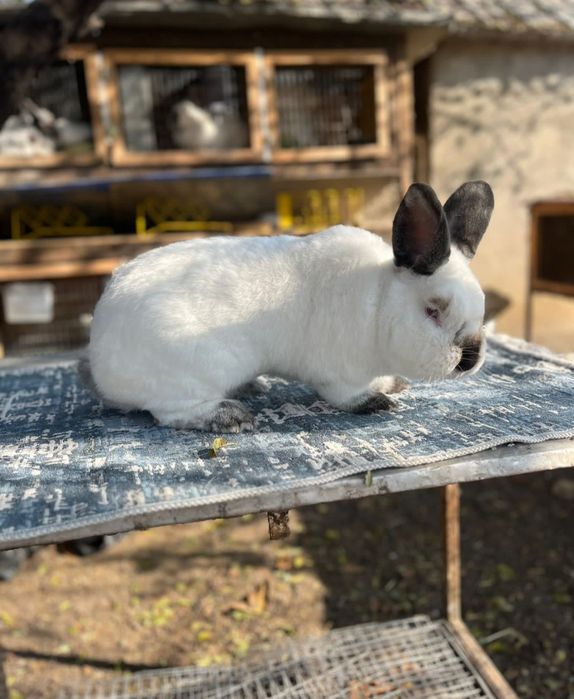 Кролики калифорния