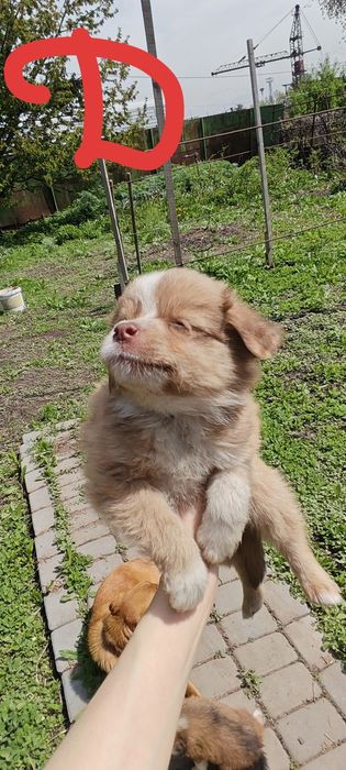 Отдам даром щенков