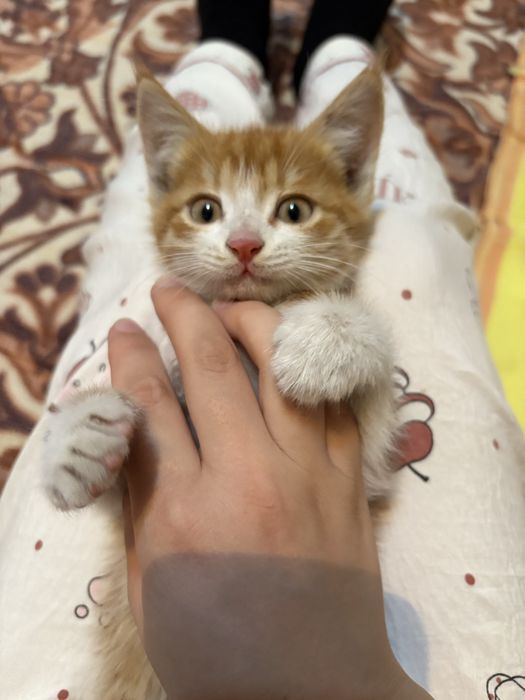 Кошка , в хороших руках