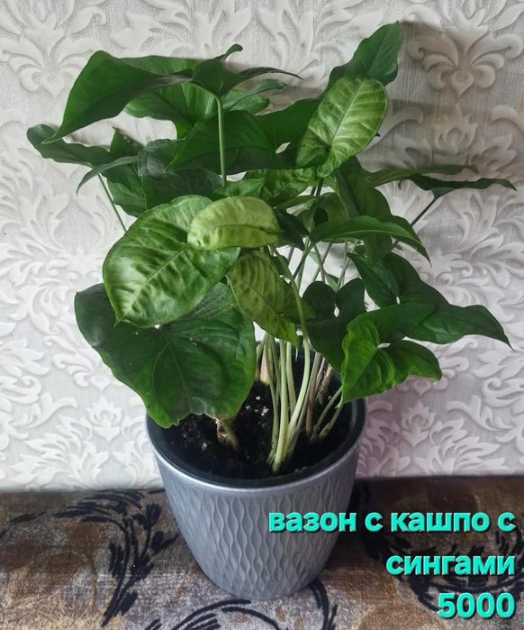 Домашние цветы разные