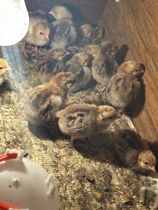 Продаются цыплята кучин