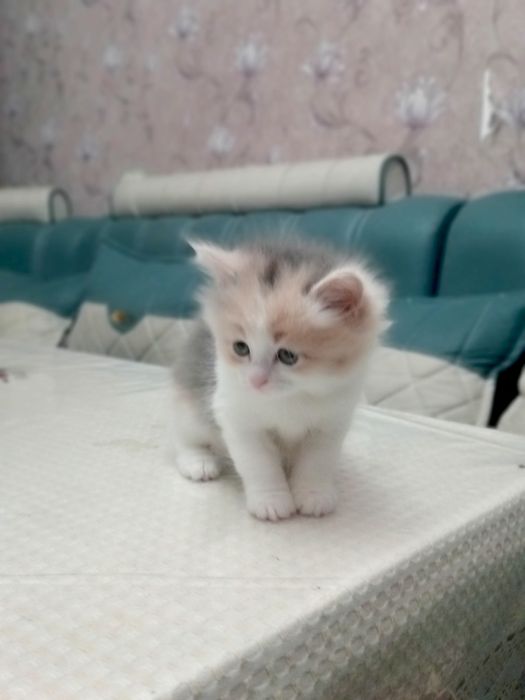 Котята продаются Скоттиш Страйт