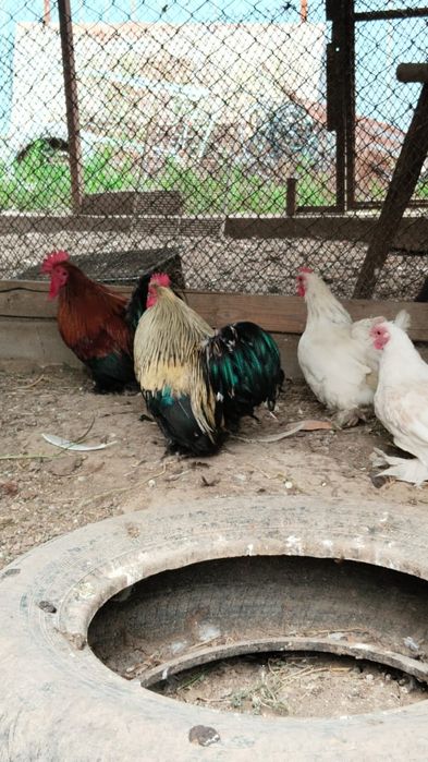 Продам карликовых курей