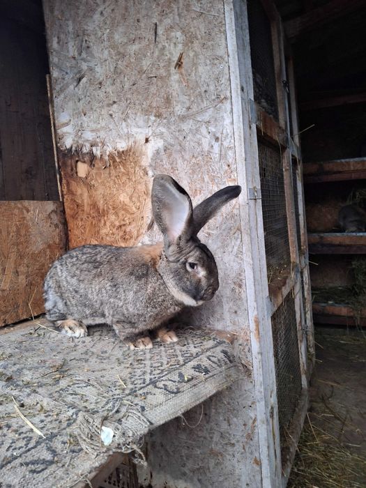 Masculi uriaș gri german