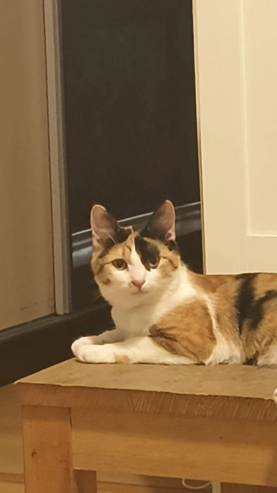 Pisica Calico 1 an sterilizata