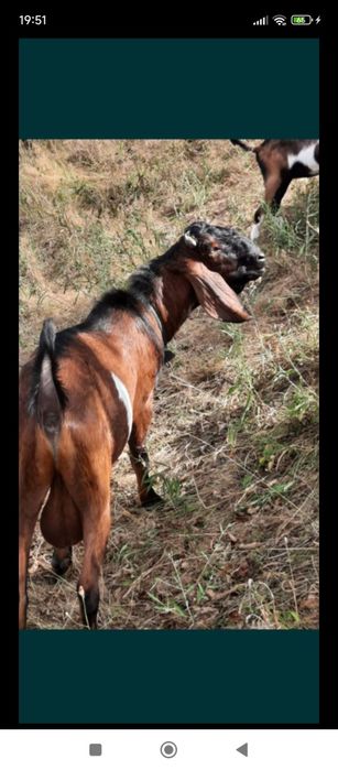 Vând două capre tinere anglo nubiene