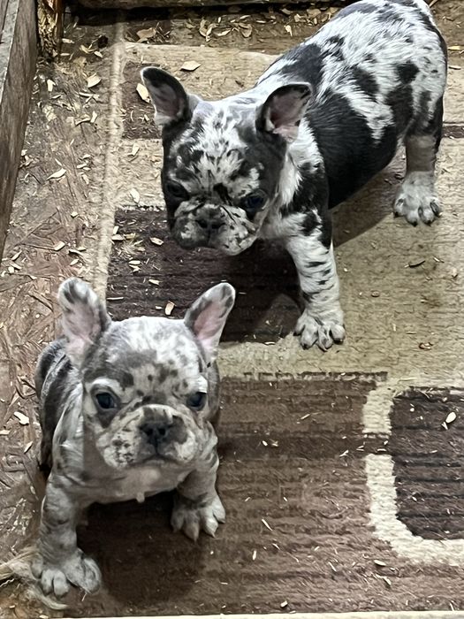 Эксклюзивные французики