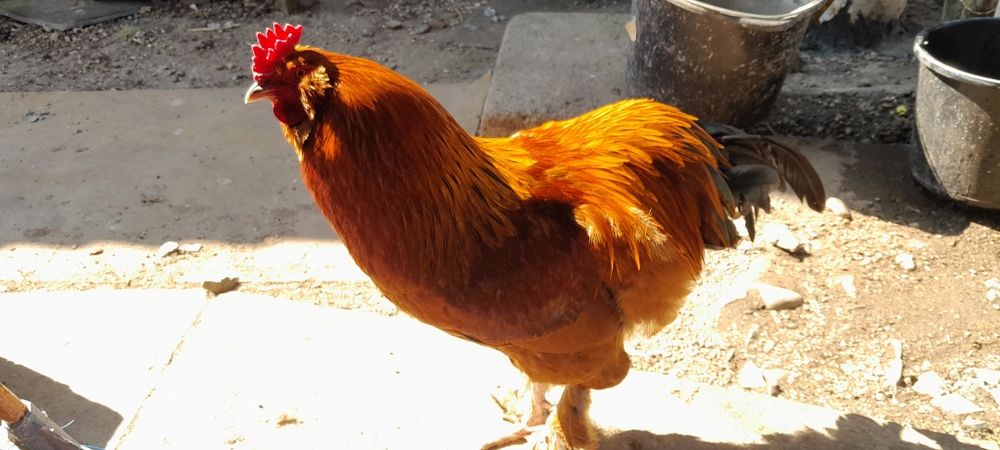 Ouă de consum și incubat