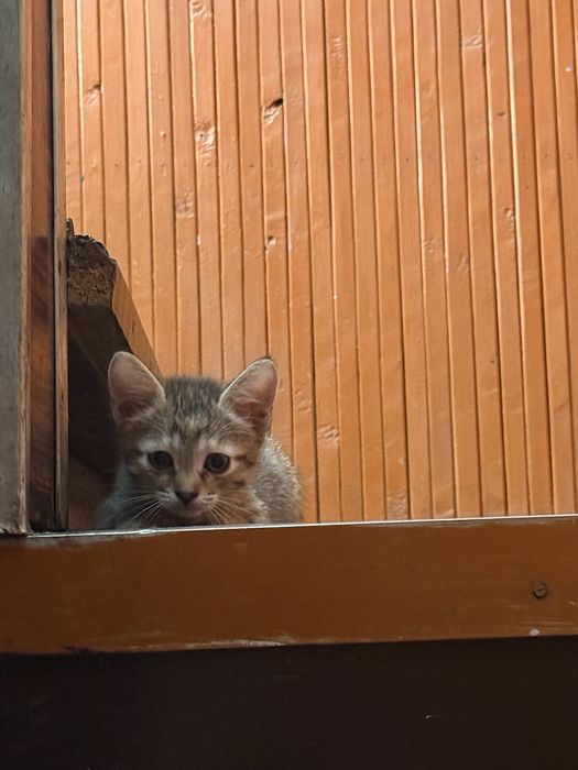 Бесплатно: котята в добрые руки