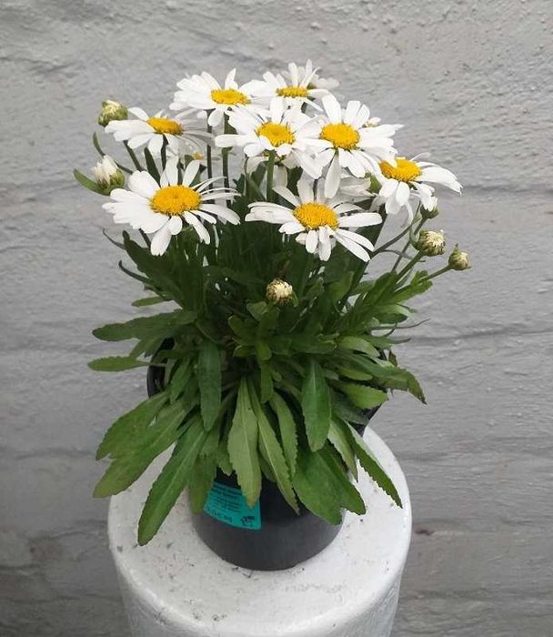 Студоустойчиви  многогодишни цветя