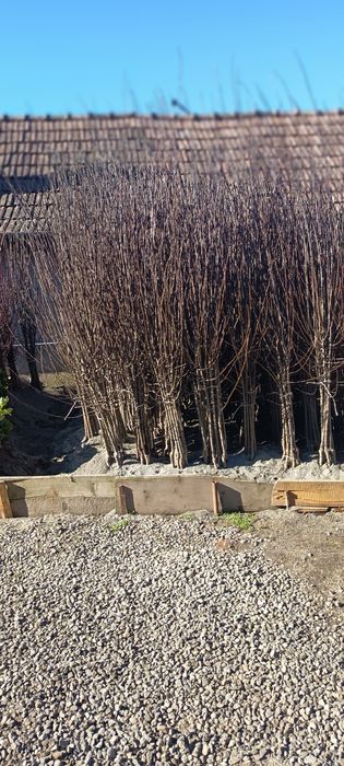 Vând  pomi fructiferi în cantități mari, laur englezesc,