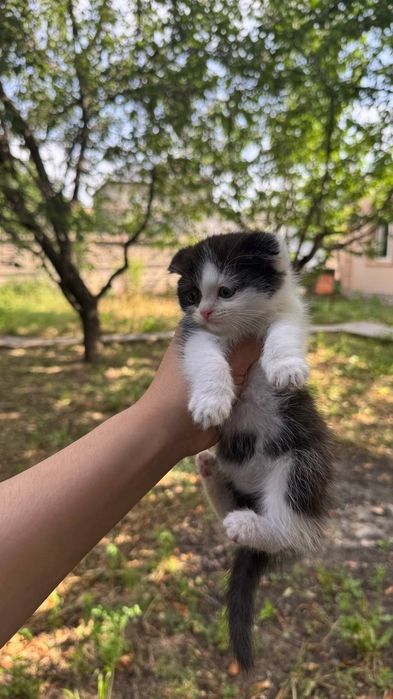 Продаётся котята вислоухие