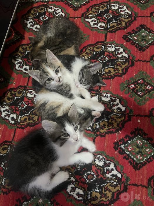 Mushuklar hadiya qilinadi 1yarim oylik