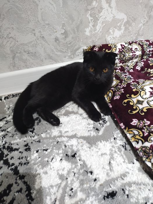 Кора вислоухий Киз пишик сотилади