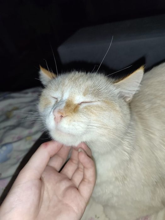 Отдам красивого кота